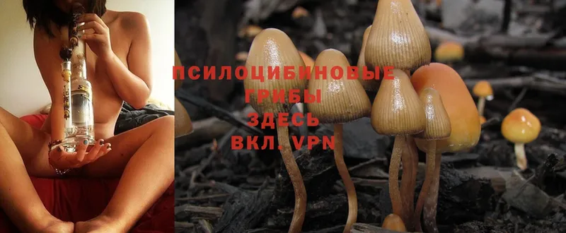 hydra tor  Владивосток  Галлюциногенные грибы Magic Shrooms 